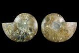 5.9" Agatized Ammonite Fossil - Madagascar - #130034-1